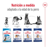 SHN MAXI ADULT 5+ - PRODUCTO ADAPTADO.png